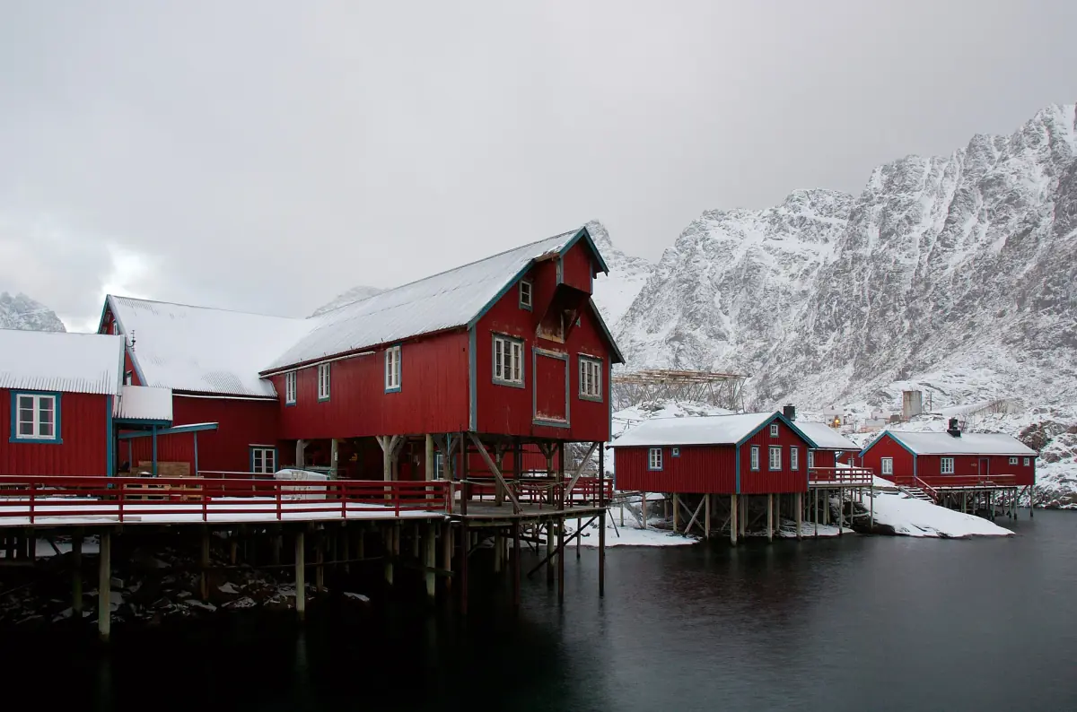 Red rorbuer in snow