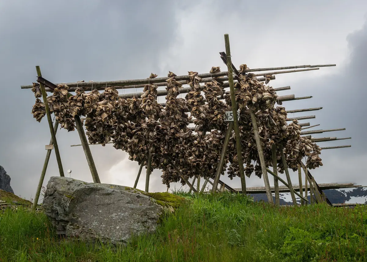 Stockfish on a drying rack at Å